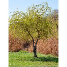 Верба Матсудана (Salix matsudana) 3 м